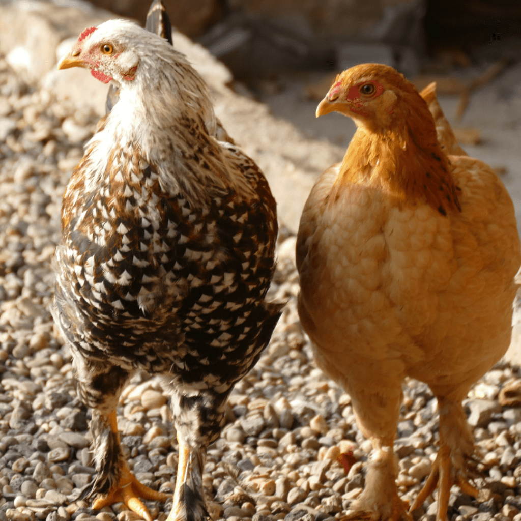 Colored Chickens