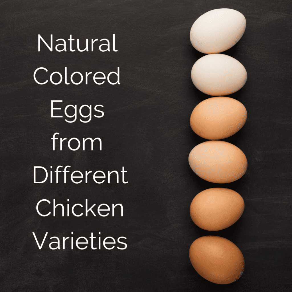 Natural Colored Eggs from Different Chicken Varieties