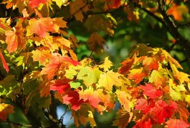 Maple Tree Leaves in Fall