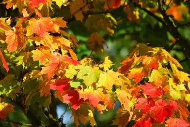Maple Tree Leaves in Fall