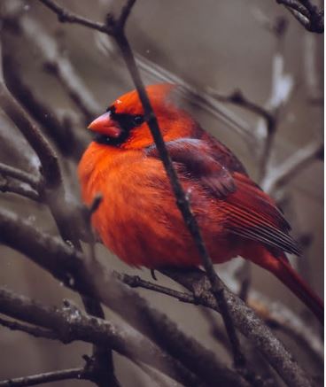 Cardinal Sitting in a Tree