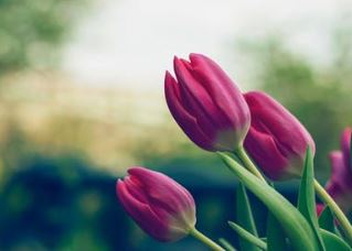 Spring Tulips Coming Into Bloom