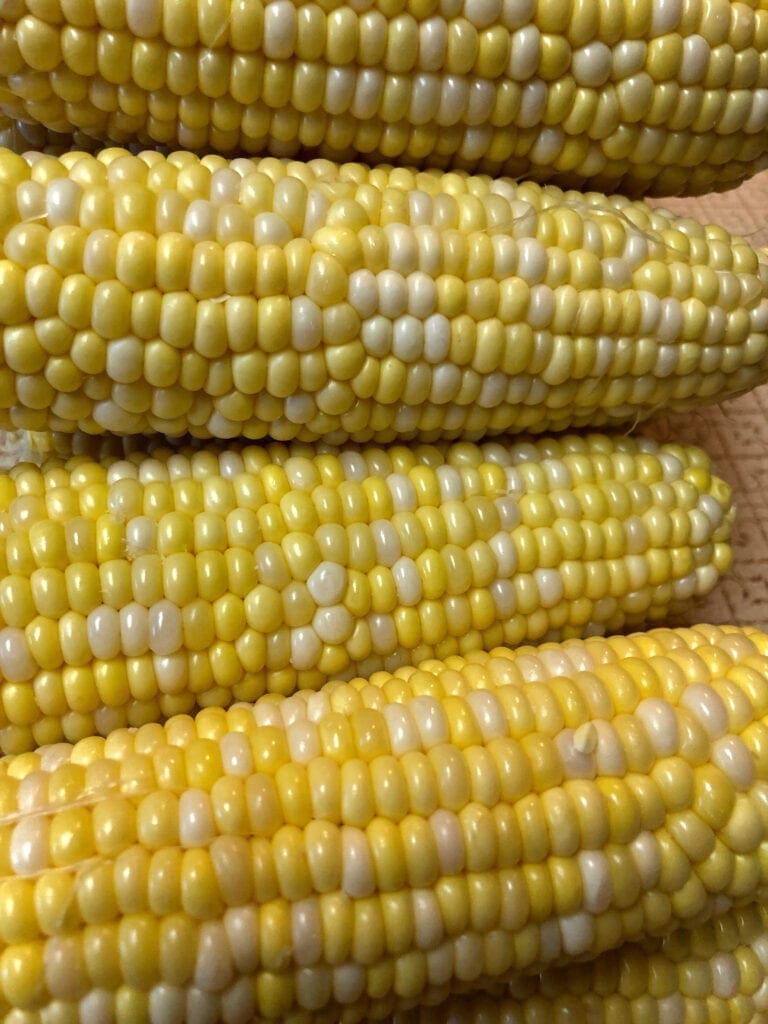 Fresh Corn on the Cob Cleaned