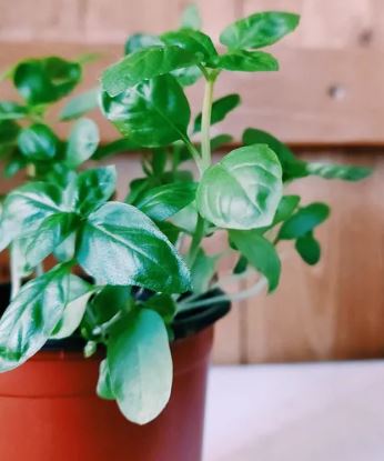 Fresh Basil Plant