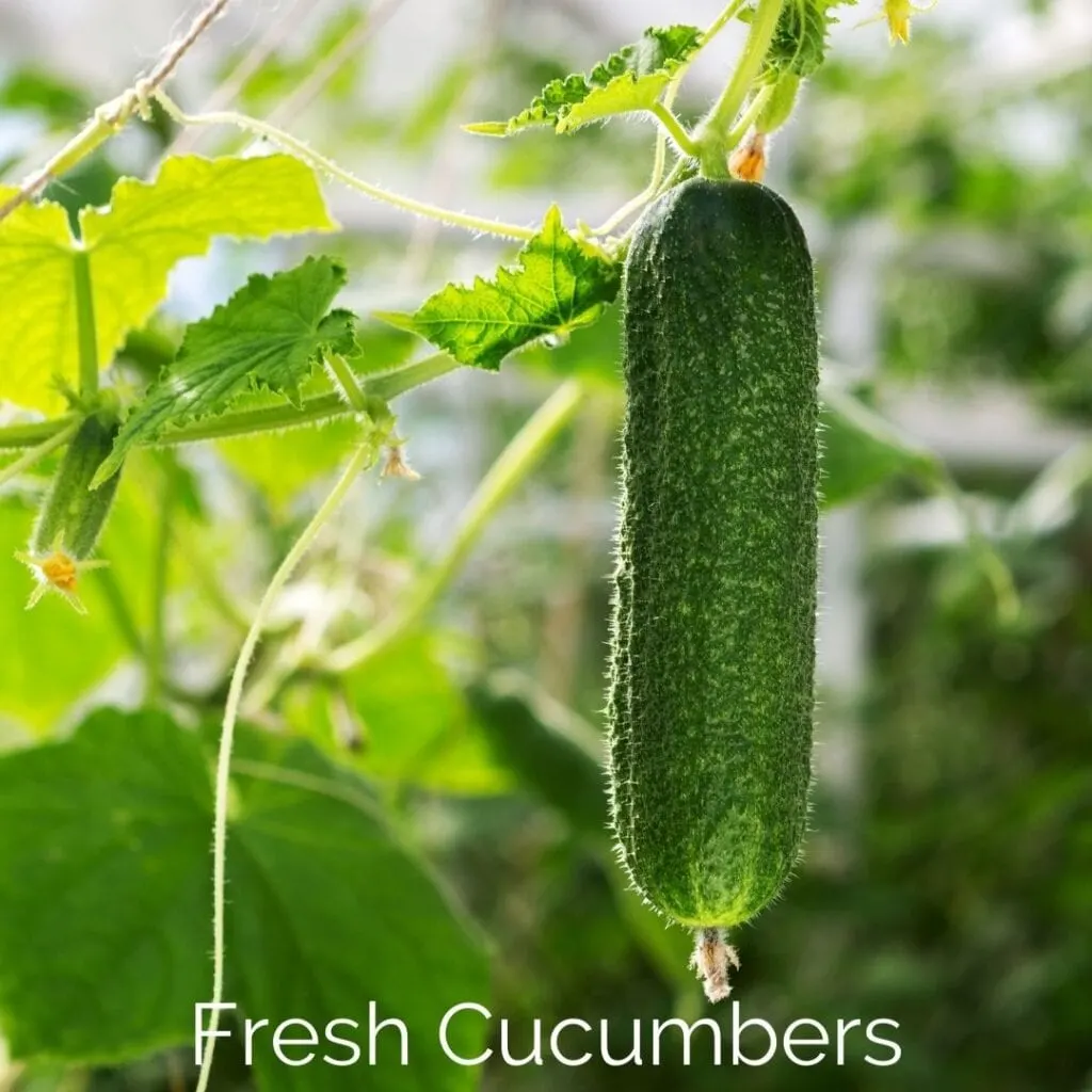 Fresh-Cucumbers